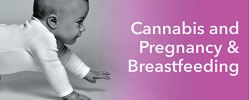 cannabis and pregnancy & breastfeeding